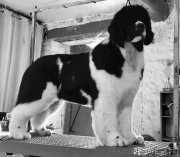 Превью фото № 248167