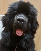 Превью фото № 248172