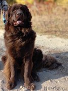 Превью фото № 248174