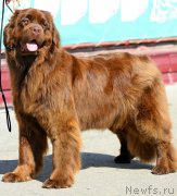 Превью фото № 248178