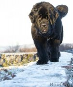 Превью фото № 248185