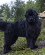 Превью фото № 248186