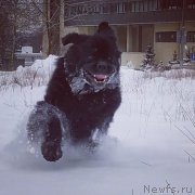 Превью фото № 248190