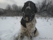 Превью фото № 248192