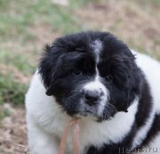 Превью фото № 248201