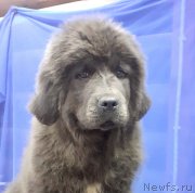 Превью фото № 248215