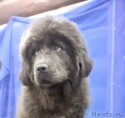 Превью фото № 248216