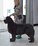 Превью фото № 248227