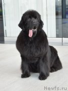 Превью фото № 248231