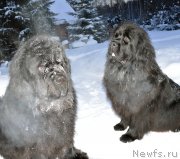 Превью фото № 248234