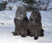 Превью фото № 248235