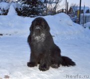 Превью фото № 248236