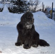 Превью фото № 248237