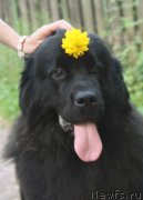 Превью фото № 248289