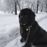 Превью фото № 248291