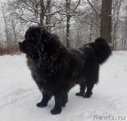 Превью фото № 248292