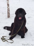 Превью фото № 248302