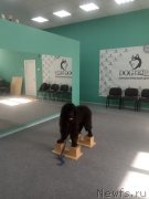 Превью фото № 248303