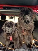 Превью фото № 248326