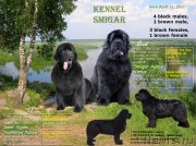 Превью фото № 248341