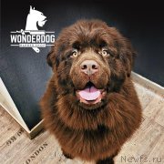 Превью фото № 248342