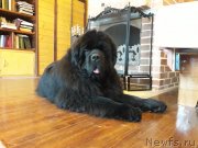 Превью фото № 248343