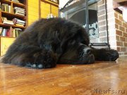 Превью фото № 248344