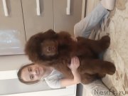 Превью фото № 248345