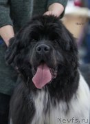 Превью фото № 248347