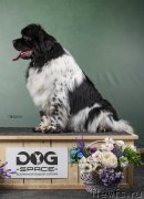 Превью фото № 248350