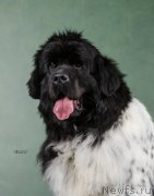 Превью фото № 248351