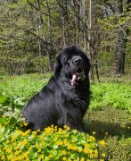 Превью фото № 248371