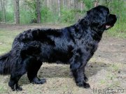 Превью фото № 248374