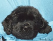 Превью фото № 248382