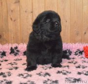 Превью фото № 248384