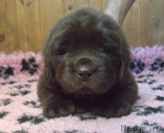 Превью фото № 248387