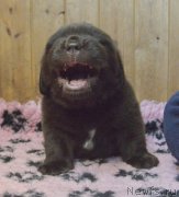 Превью фото № 248390