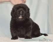 Превью фото № 248392