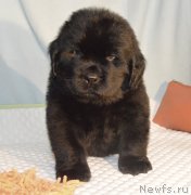 Превью фото № 248401