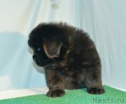 Превью фото № 248409