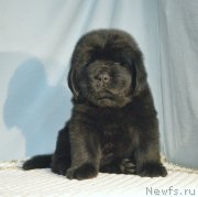 Превью фото № 248412