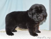 Превью фото № 248413