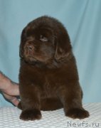 Превью фото № 248416