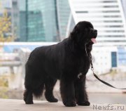 Превью фото № 248420