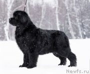 Превью фото № 248424