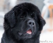 Превью фото № 248426