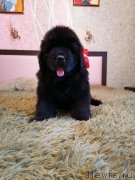 Превью фото № 248431