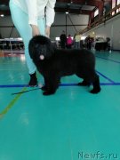 Превью фото № 248434