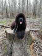 Превью фото № 248436