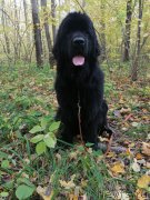 Превью фото № 248438